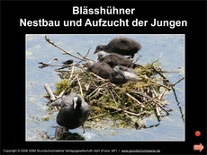 Diaserie Blässhuhn (Nestbau-Brutzeit).pdf